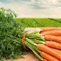 морковь от 20 тонн в Саранске и Республике Мордовия